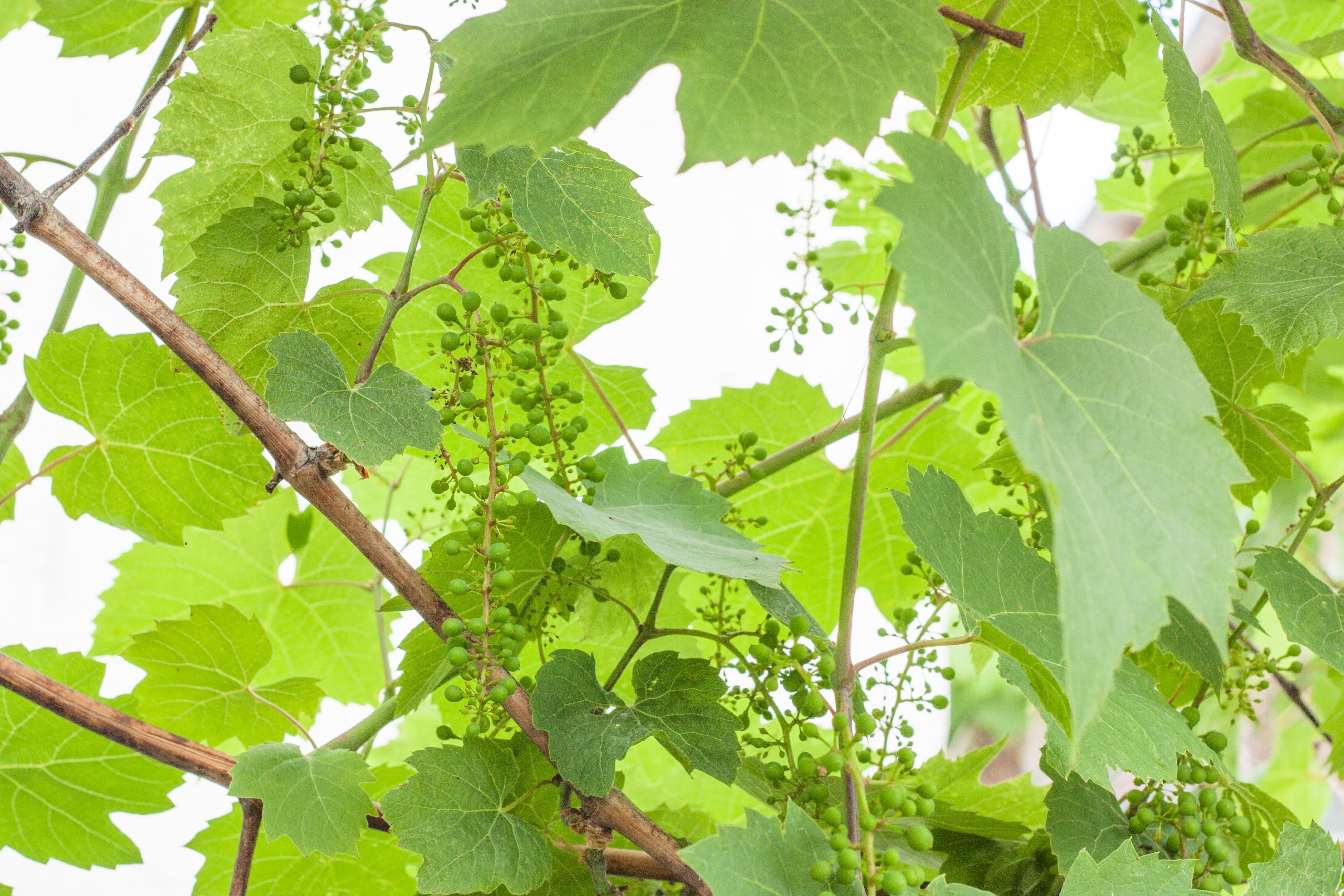 Vitis Vinifera